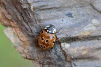 Anatis ocellata