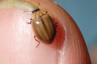 Aphidecta obliterata