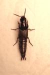 Quedius dilatatus