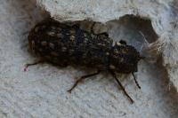 Lichenophanes varius