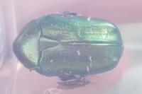 Cetonia aurata