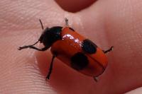 Clytra laeviuscula