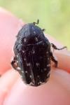 Oxythyrea funesta
