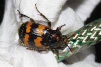 Nicrophorus vespillo