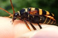 Leptura aurulenta