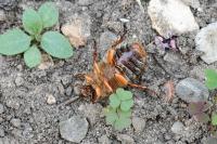 Amphimallon solstitiale