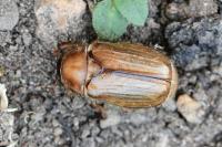 Amphimallon solstitiale
