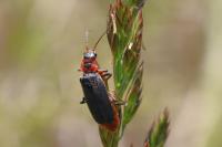 Cantharis rustica
