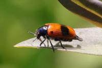 Clytra laeviuscula
