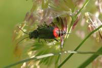 Malachius bipustulatus