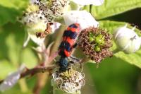 Trichodes alvearius