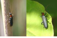 Oedemera croceicollis