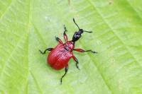 Apoderus coryli