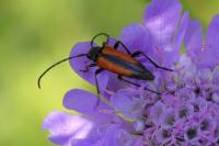 Stenurella melanura