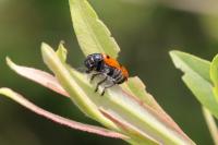 Clytra laeviuscula
