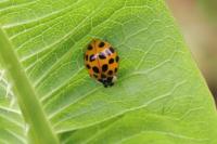 Harmonia axyridis