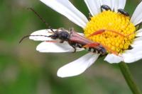 Stenopterus rufus