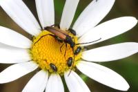 Stenurella melanura