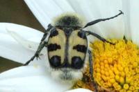 Trichius gallicus