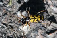 Rutpela maculata