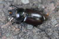 Lucanus cervus