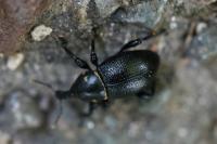 Liparus coronatus