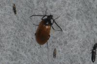 Pseudocistela ceramboides