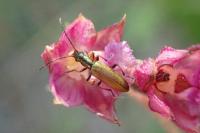 Chrysanthia geniculata