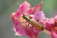 Chrysanthia geniculata