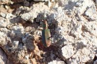 Cylindera germanica