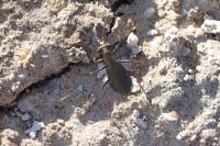 Cylindera germanica