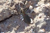 Cylindera germanica