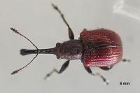Tatianaerhynchites aequatus