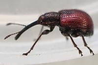 Tatianaerhynchites aequatus