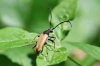 Stictoleptura rubra