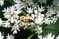 Rutpela maculata
