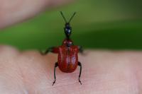 Apoderus coryli