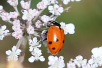 Hippodamia variegata