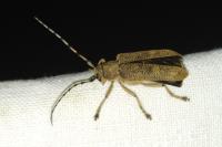 Saperda carcharias