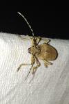 Saperda carcharias