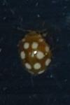 Vibidia duodecimguttata