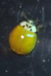Harmonia axyridis