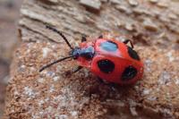 Endomychus coccineus