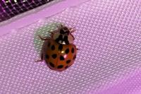 Harmonia axyridis
