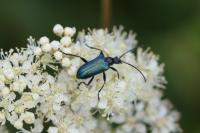 Gaurotes virginea