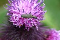Oedemera virescens