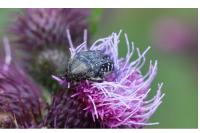 Oxythyrea funesta