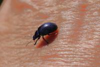 Chrysolina coerulans