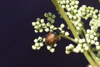 Phyllopertha horticola