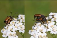 Stictoleptura maculicornis
